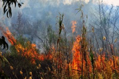 Υψηλός κίνδυνος πυρκαγιάς σήμερα στη Μεσσηνία