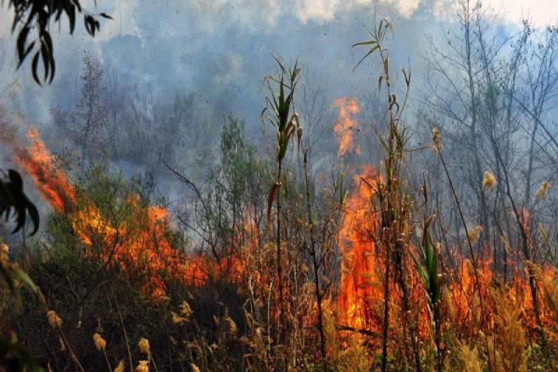 Υψηλός κίνδυνος πυρκαγιάς σήμερα στη Μεσσηνία