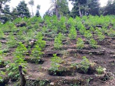 Προφυλακιστέοι και οι τρεις για την τεράστια χασισοφυτεία στη Φθιώτιδα