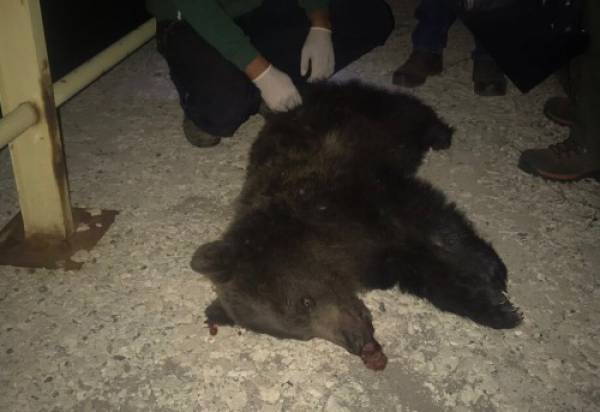Αμύνταιο: Τρίτη αρκούδα σκοτώθηκε από όχημα μέσα στο 2017