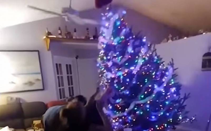 Χριστουγεννιάτικα δέντρα και... άτυχες στιγμές (Βίντεο)
