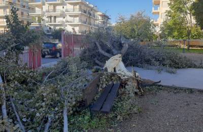 Καλαμάτα: Πτώση δέντρου στο 9ο και 21ο Νηπιαγωγείο