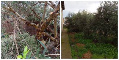 Μεσσηνία: Αγνωστοι ράβδισαν τις ελιές και πήραν τον καρπό