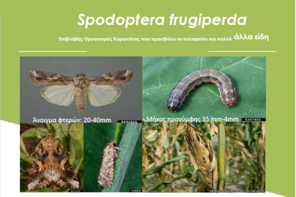 Μέτρα καταπολέμησης του επιβλαβούς εντόμου Spodoptera frugiperda
