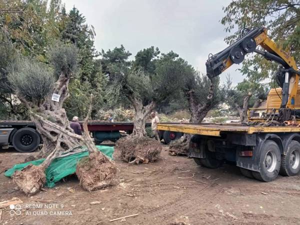 7 μεσσηνιακά ελαιόδεντρα στο κέντρο της Καβάλας