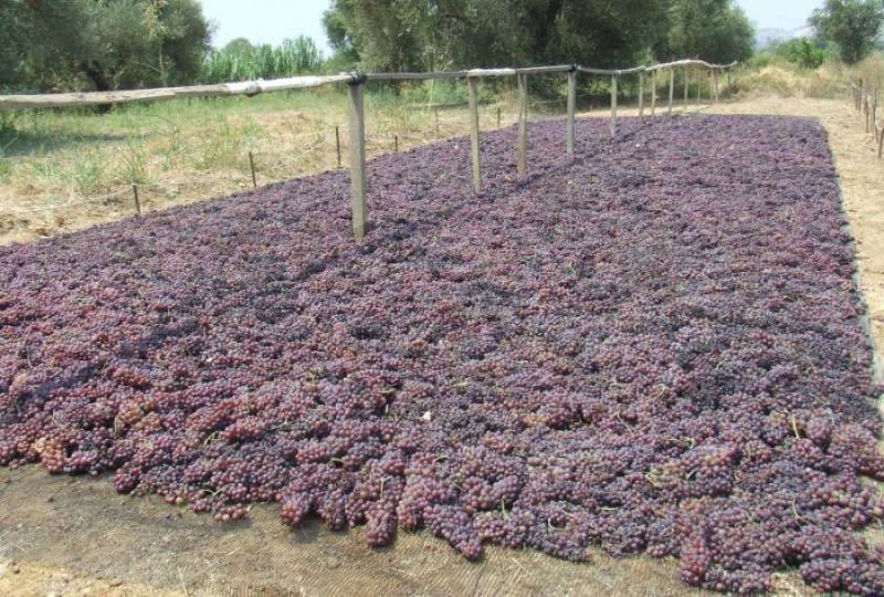 Σε εξέλιξη η παραλαβή σταφίδας από την Ενωση Μεσσηνίας (βίντεο)