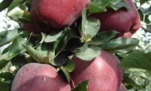 Εκδηλώσεις του Δήμου Τρίπολης για το μήλο Πιλαφά