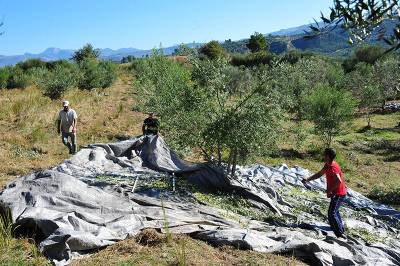 Χρονιά «χρυσάφι» για το ελαιόλαδο για τη Μεσσηνία: Η παραγωγή ξεπέρασε τους 63.000 τόνους (βίντεο)