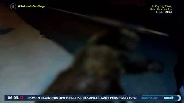 Νεκρή αρκούδα στη Σιάτιστα: Την πάτησε αυτοκίνητο (Βίντεο)
