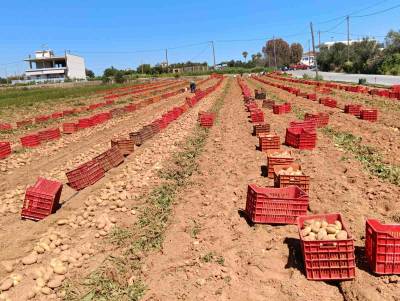 Μειωμένη η παραγωγή της ανοιξιάτικης πατάτας με την τιμή να κυμαίνεται στα 50 με 52 λεπτά
