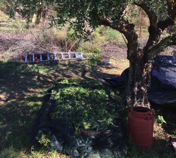 70χρονος καλλιεργούσε χασίς στο Ξηροκάμπι Λεΐκων