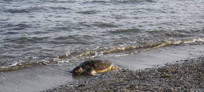 Νεκρή καρέτα - καρέτα στον Λεήμονα Λακωνίας