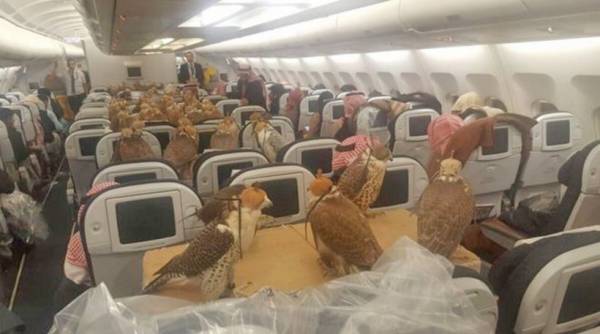 Σαουδάραβας πρίγκιπας πλήρωσε 80 αεροπορικά εισιτήρια για να ταξιδέψουν τα γεράκια του!