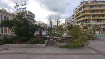 Καταστροφές και πτώση δένδρων από τον μανιασμένο αέρα στην Καλαμάτα (φωτογραφίες)