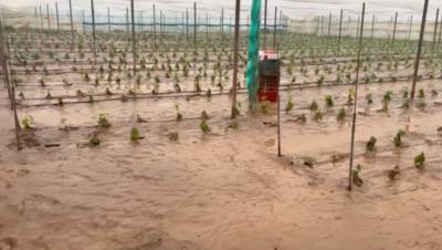 Μεσσηνία: Υπερχείλισε η Νέδα στην Ελαία - Πλημμύρισαν καλλιεργήσιμες εκτάσεις (βίντεο)