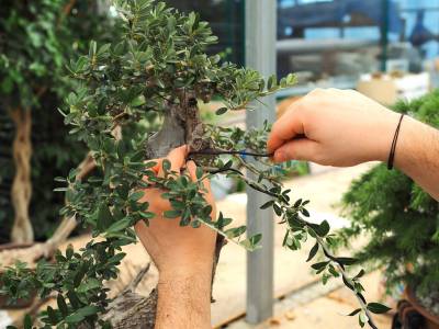 Η ελληνική ελιά συναντά την τέχνη του μπονσάι στην 90ή ΔΕΘ