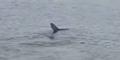 Ναύπλιο: Καρχαρίας εμφανίστηκε στην παραλία Καραθώνας (Βίντεο)