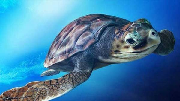 Παγκόσμια Ημέρα Θαλάσσιων Χελωνών: Οι καρέτα καρέτα στη Ζάκυνθο ωοτοκούν για τουλάχιστον 33 χρόνια