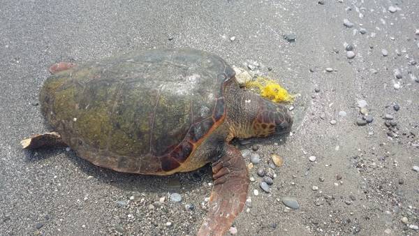 Κακή χρονιά για τις θαλάσσιες χελώνες στον Μεσσηνιακό Κόλπο