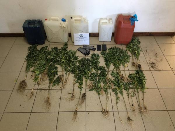 Μεσσηνία: Δύο συλλήψεις για 43 δενδρύλλια χασίς στην Αραπόλακκα