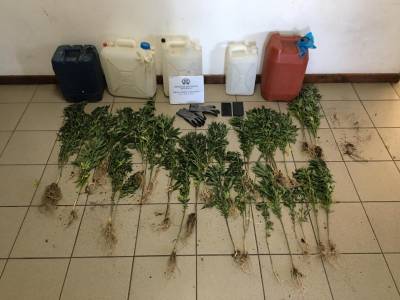 Μεσσηνία: Δύο συλλήψεις για 43 δενδρύλλια χασίς στην Αραπόλακκα
