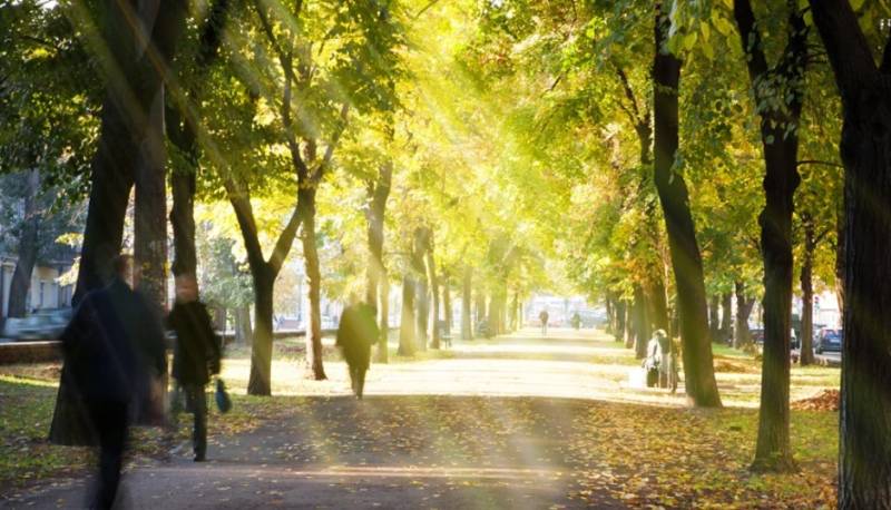 Μελέτη: Στη Γη υπάρχουν περίπου 73.300 είδη δέντρων αλλά τα 9.200 δεν έχουν ακόμη ανακαλυφθεί