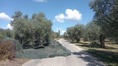 Γενετική ταυτότητα αποκτά η Μαυρολιά Μεσσηνίας