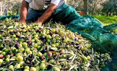Mετατίθεται για την νέα ελαιοκομική περίοδο η υποχρεωτική υποβολή Δηλώσεων Συγκομιδής Ελαιοκάρπου