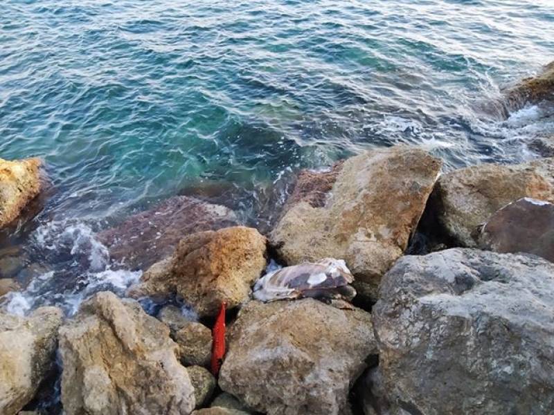 Καλαμάτα: Νεκρή χελώνα καρέτα - καρέτα στα βράχια στο "Χιλιόμετρο"