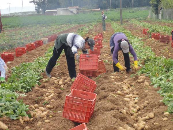 Οι εισαγόμενες πατάτες “εκτοπίζουν” τις ντόπιες - Ανησυχία σε Μεσσήνη και Μπουρνιά