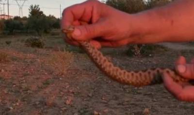 Ναύπλιο: Θαρραλέος αγρότης κάνει δηλώσεις με μια οχιά στο χέρι (Βίντεο)