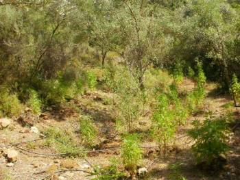 Σύλληψη 59χρονου για χασισοφυτεία στην Καλογερόραχη Μεσσηνίας