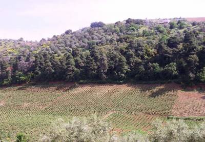 Νέες περιπέτειες με το δασολόγιο: Μπλόκο στις επιδοτήσεις