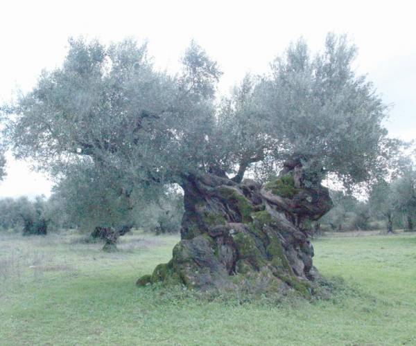 Καταγραφή υπεραιωνόβιων ελαιόδεντρων από το ΚΠΕ Καλαμάτας