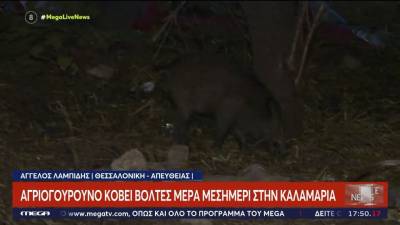 Αγριογούρουνο έκοβε βόλτες σε κεντρικό δρόμο της Καλαμαριάς (βίντεο)