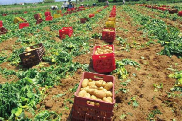 ΣΥΡΙΖΑ Μεσσήνης για τις πατάτες: &quot;Η επίθεση που δέχονται οι αγρότες είναι ανελέητη και δεν κάνει διακρίσεις&quot;