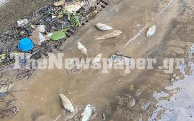 Εικόνες απόλυτου χάους στον Βόλο: «Bγήκαν» τα ψάρια στους δρόμους της πόλης (Βίντεο)