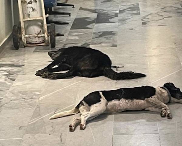 Σκυλιά δηλητηριάστηκαν στην Σαπιέντζα