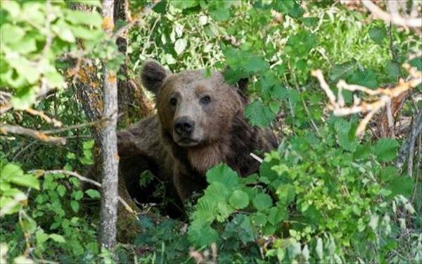 Μικρή αρκούδα εγκλωβίστηκε σε αγροικία στην Καστοριά