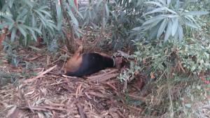 Φόλιασαν τουλάχιστον 4 σκυλιά στο Ανατολικό Κέντρο Καλαμάτας