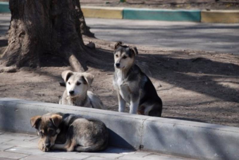 Διαγωνισμός για κτηνιατρική παρακολούθηση αδέσποτων στην Καλαμάτα
