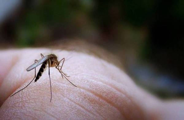 10 εκ. ευρώ στη μάχη με τα κουνούπια