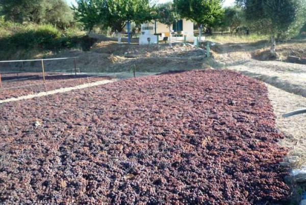 Οι αγρότες αντιλαμβάνονται την κυβερνητική κοροϊδία