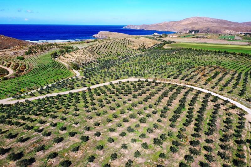 Από ερημοποιημένη γη μετατράπηκε σε ελαιώνα με 40.000 ελαιόδενδρα (φωτογραφίες)