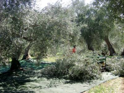 Ανοιχτή συζήτηση για την ελαιοκαλλιέργεια από τον Αγροτικό Σύλλογο Φιλιατρών