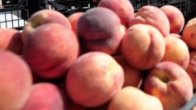 Επιχείρηση Κλοιός: Αποκάλυψε φοροδιαφυγή 625 τόνων στο εμπόριο ροδάκινων