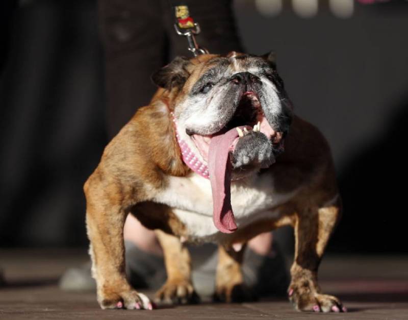 Πέθανε η Ζα-Ζα, το ασχημότερο σκυλί στον κόσμο (Βίντεο)