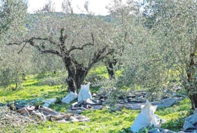 Για ιστορικό ρεκόρ η ελαιοπαραγωγή της Τριφυλίας, σύμφωνα με τις εκτιμήσεις της ΔΑΟΚ