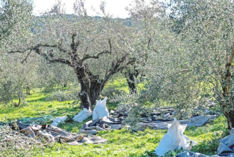 Για ιστορικό ρεκόρ η ελαιοπαραγωγή της Τριφυλίας, σύμφωνα με τις εκτιμήσεις της ΔΑΟΚ
