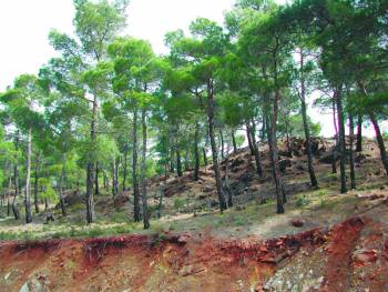 Δημοπρασία για αντιπυρικούς δρόμους